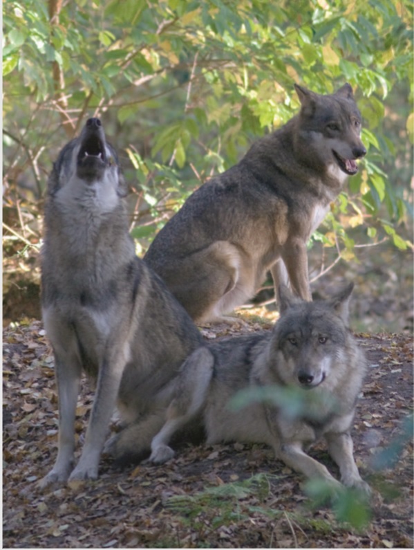 Wolven op de Veluwe | Evert de Jonge 9789491826634 Evert de Jonge Uitgeverij Gelderland Natuurgidsen Arnhem en de Veluwe Wolven op de Veluwe | Evert de Jonge 9789491826634 Evert de Jonge Uitgeverij Gelderland Natuurgidsen Arnhem en de Veluwe