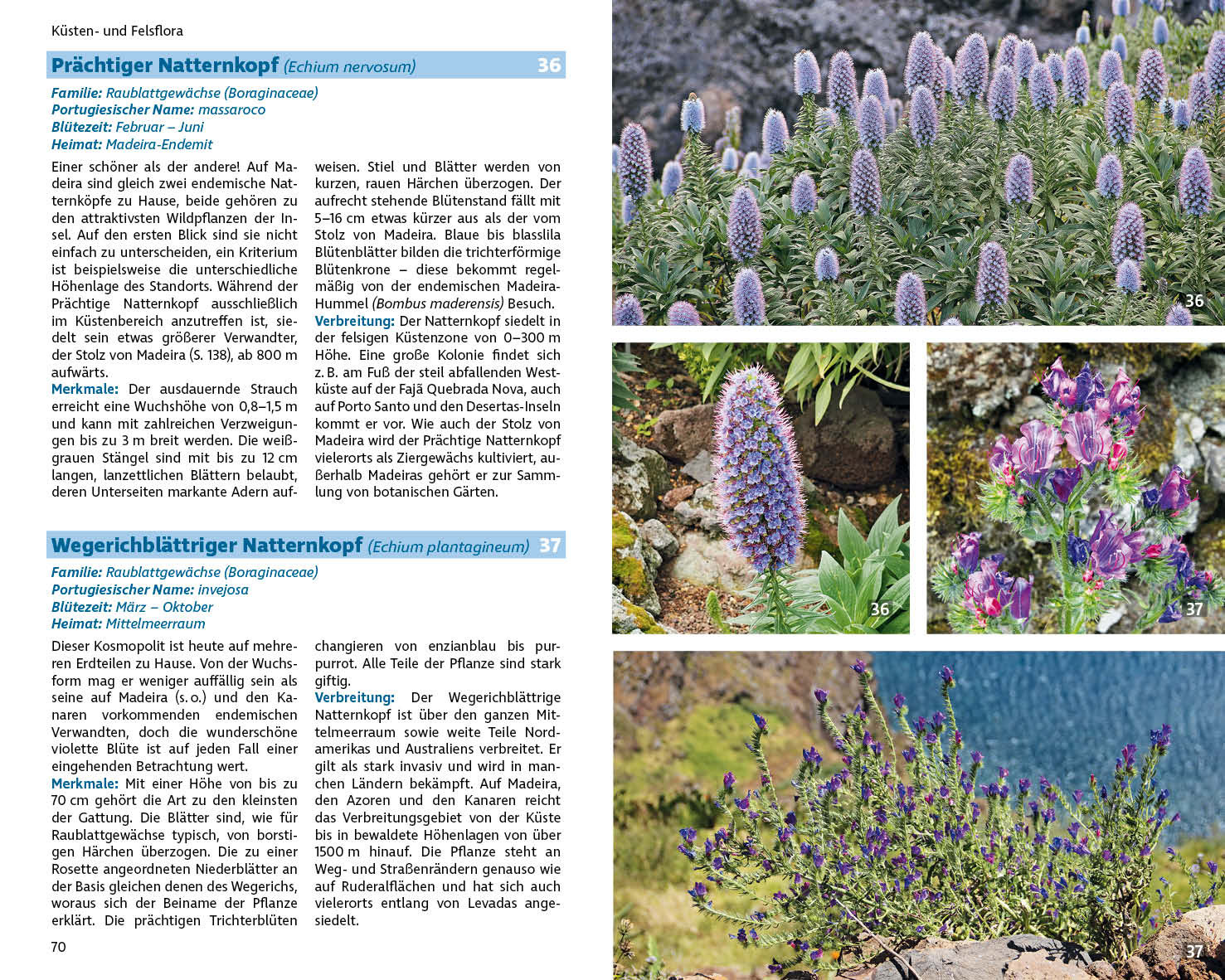 plantengids Madeiras Flora - über 200 Pflanzenarten 9783763361038 Rolf Goetz Bergverlag Rother Natuurgidsen, Plantenboeken, Wandelgidsen Madeira plantengids Madeiras Flora - über 200 Pflanzenarten 9783763361038 Rolf Goetz Bergverlag Rother Natuurgidsen, Plantenboeken, Wandelgidsen Madeira