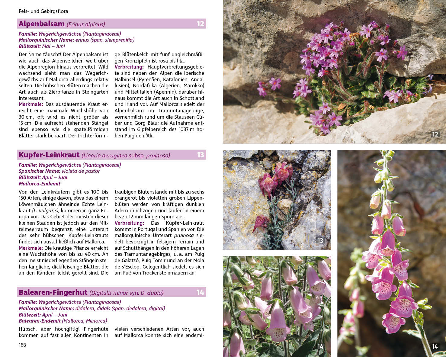 Mallorcas Flora | botanische wandelgids Mallorca 9783763361076 Rolf Goetz Bergverlag Rother Rother Wanderbuch Natuurgidsen, Plantenboeken, Wandelgidsen Mallorca Mallorcas Flora | botanische wandelgids Mallorca 9783763361076 Rolf Goetz Bergverlag Rother Rother Wanderbuch Natuurgidsen, Plantenboeken, Wandelgidsen Mallorca