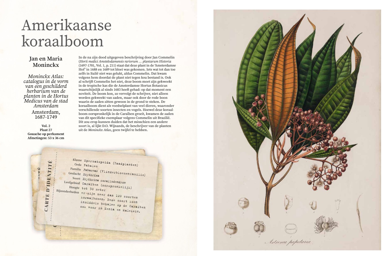 Natuur aan de muur - Tropische Flora | Mulder, Hans 9789089899620 Mulder, Hans Terra Natuur aan de Muur Natuurgidsen Wereld als geheel Natuur aan de muur - Tropische Flora | Mulder, Hans 9789089899620 Mulder, Hans Terra Natuur aan de Muur Natuurgidsen Wereld als geheel