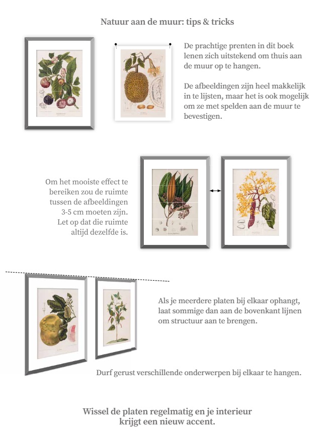 Natuur aan de muur - Tropische Flora | Mulder, Hans 9789089899620 Mulder, Hans Terra Natuur aan de Muur Natuurgidsen Wereld als geheel Natuur aan de muur - Tropische Flora | Mulder, Hans 9789089899620 Mulder, Hans Terra Natuur aan de Muur Natuurgidsen Wereld als geheel