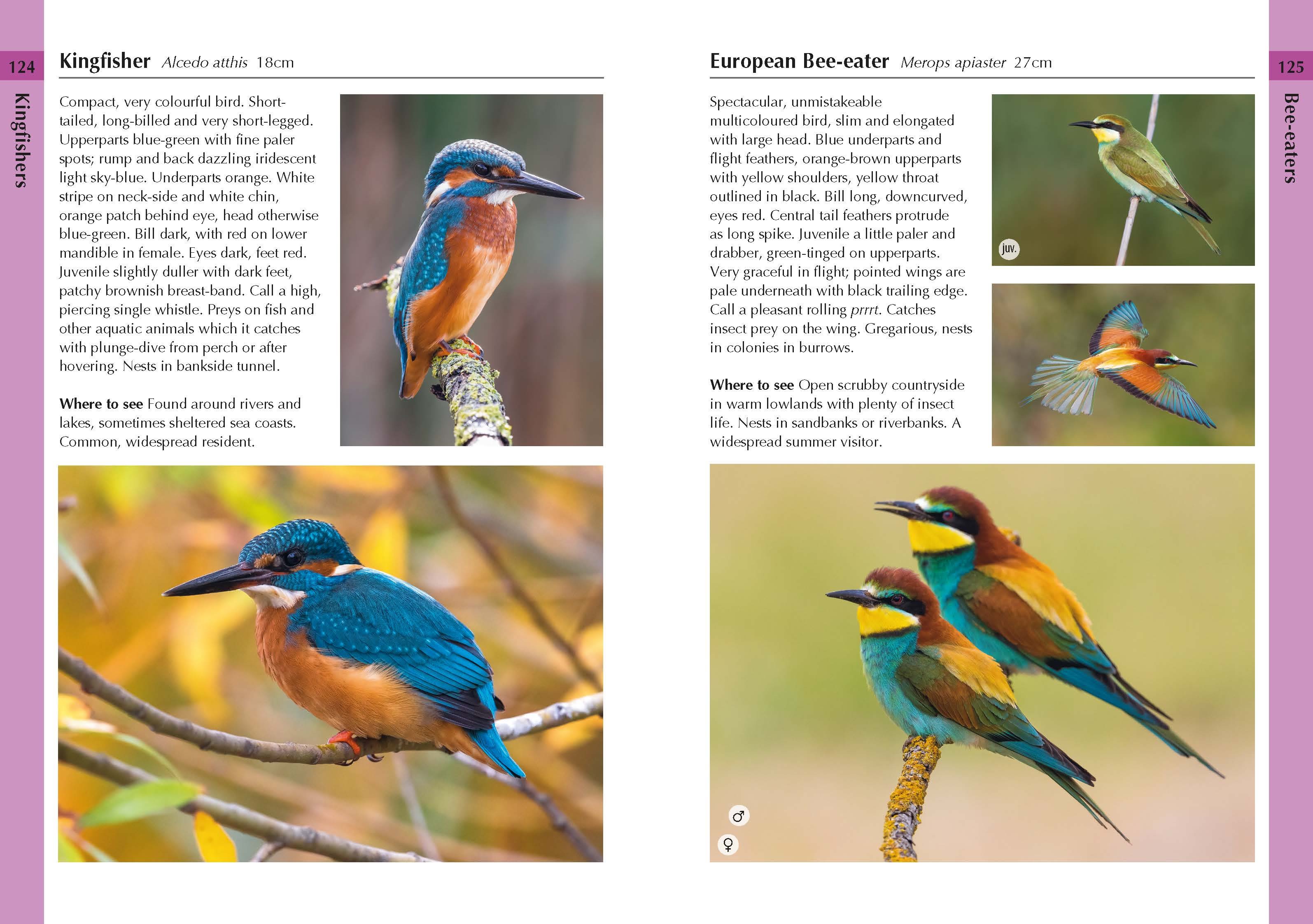 Birds of Italy | vogelgids Italië 9781399410649 Marianne Taylor, Daniele Occhiato Bloomsbury Natuurgidsen, Vogelboeken Italië Birds of Italy | vogelgids Italië 9781399410649 Marianne Taylor, Daniele Occhiato Bloomsbury Natuurgidsen, Vogelboeken Italië