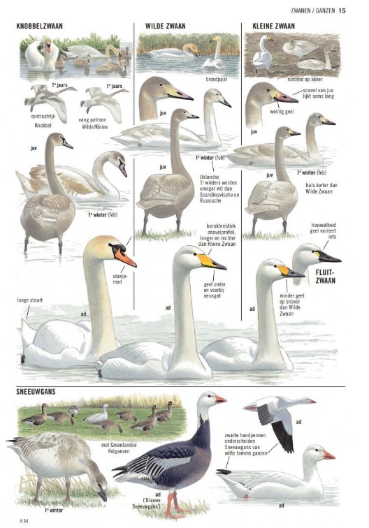 Vogels: De Grote ANWB Vogelgids van Europa 9789043935142 Lars Svensson Kosmos Natuurgidsen, Vogelboeken Europa Vogels: De Grote ANWB Vogelgids van Europa 9789043935142 Lars Svensson Kosmos Natuurgidsen, Vogelboeken Europa