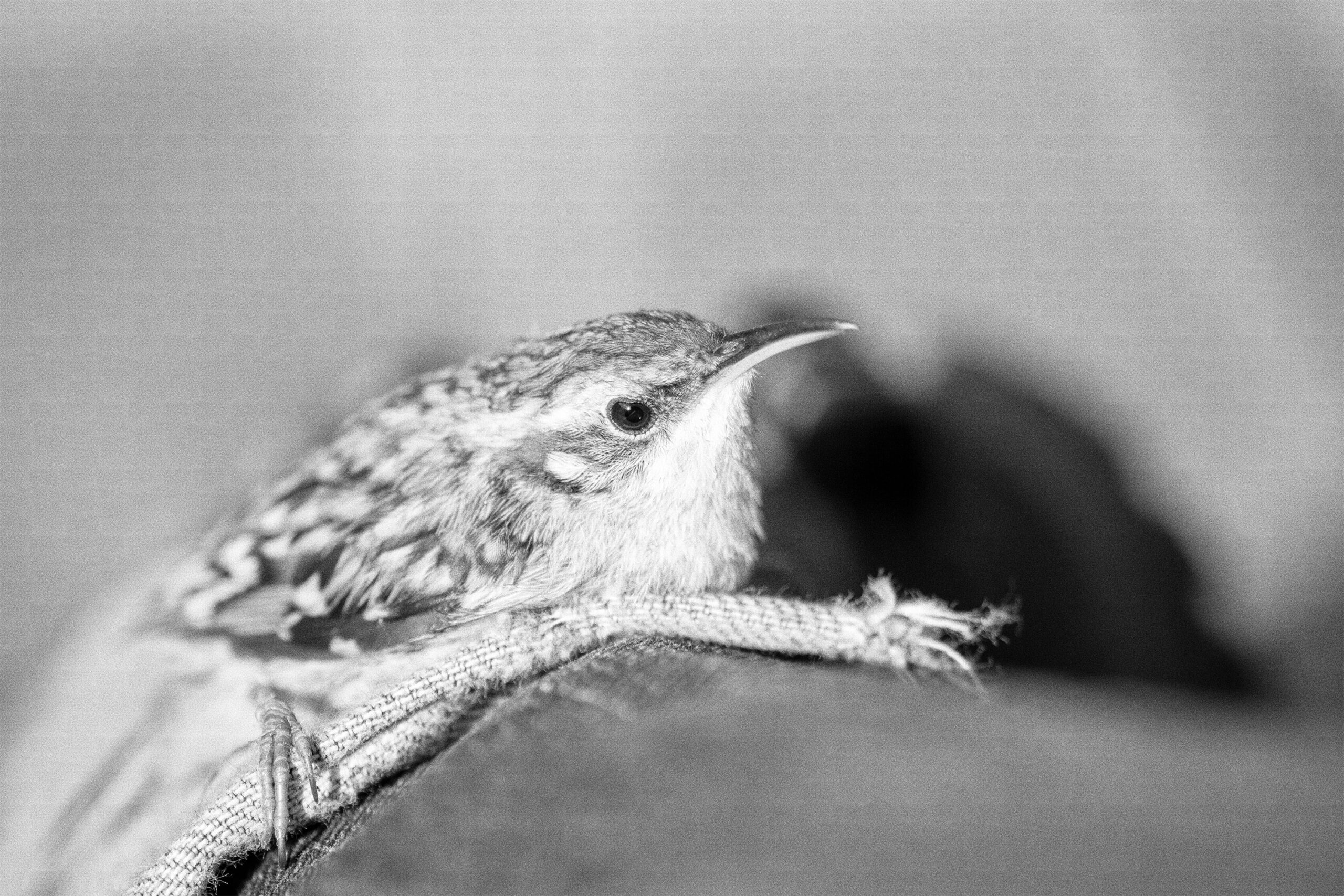 Fotoboek Vrije Vogels (de beige versie) VRIJEVOGELSB Lisette van Straaten Fotografie Natuurgidsen, Vogelboeken Reisinformatie algemeen Fotoboek Vrije Vogels (de beige versie) VRIJEVOGELSB Lisette van Straaten Fotografie Natuurgidsen, Vogelboeken Reisinformatie algemeen