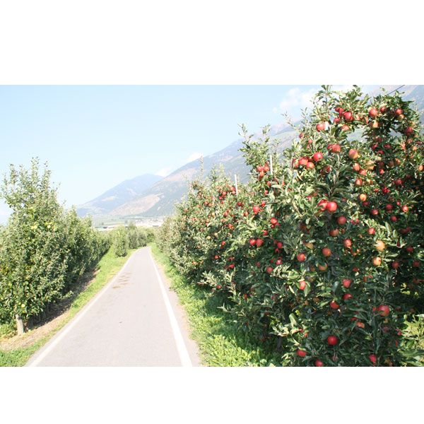 Reitsma's Route naar Rome, deel 2 | fietsgids (2025) 9789083407692 Pirola / ReCreatief Fietsen Fietsgidsen, Meerdaagse fietsvakanties Europa, Italië Reitsma's Route naar Rome, deel 2 | fietsgids (2025) 9789083407692 Pirola / ReCreatief Fietsen Fietsgidsen, Meerdaagse fietsvakanties Europa, Italië