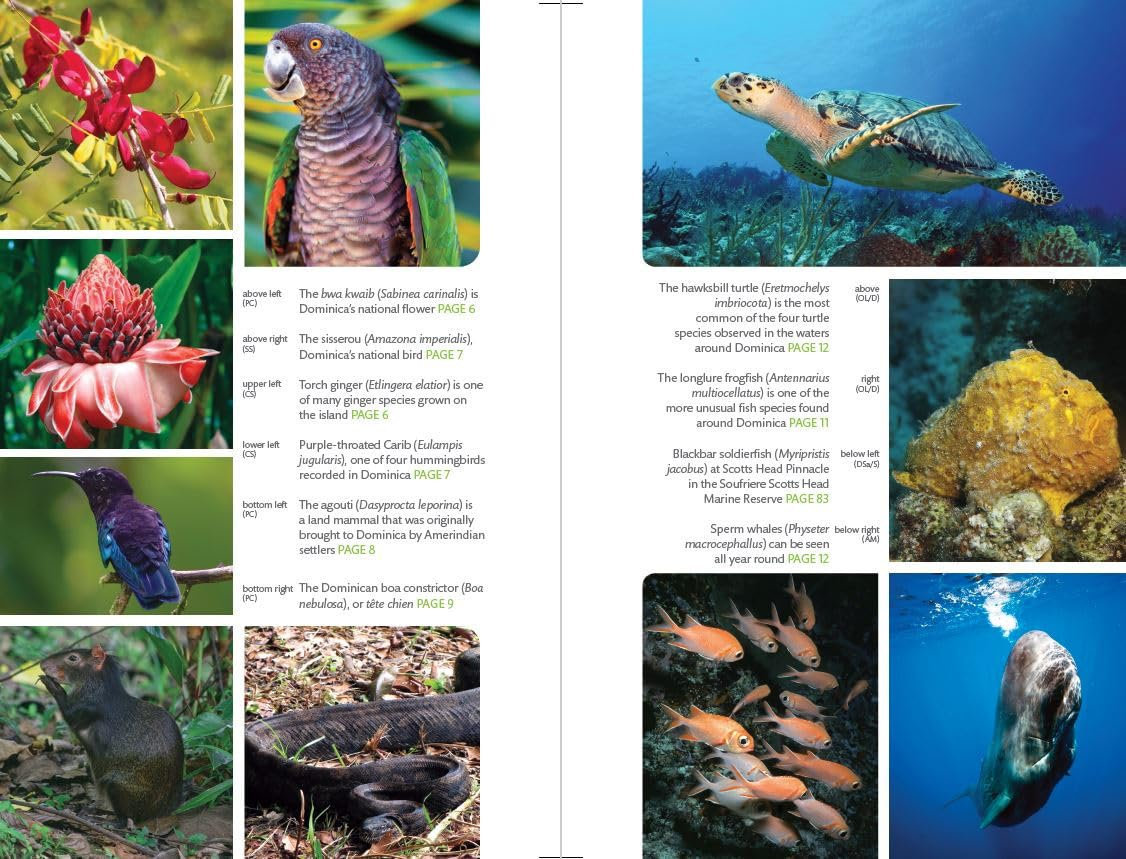 reisgids Dominica (Bradt) 9781804691021 Bradt Reisgidsen Overig Caribisch gebied reisgids Dominica (Bradt) 9781804691021 Bradt Reisgidsen Overig Caribisch gebied