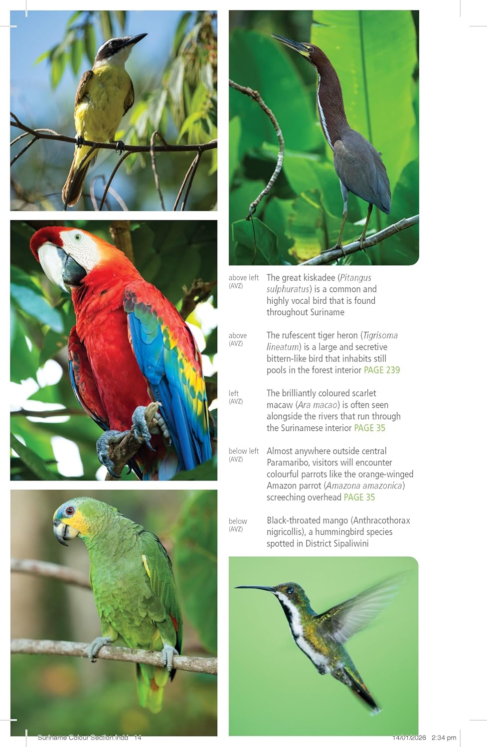 reisgids Suriname (Bradt) 9781804693506 Bradt Reisgidsen Suriname, Frans en Brits Guyana reisgids Suriname (Bradt) 9781804693506 Bradt Reisgidsen Suriname, Frans en Brits Guyana