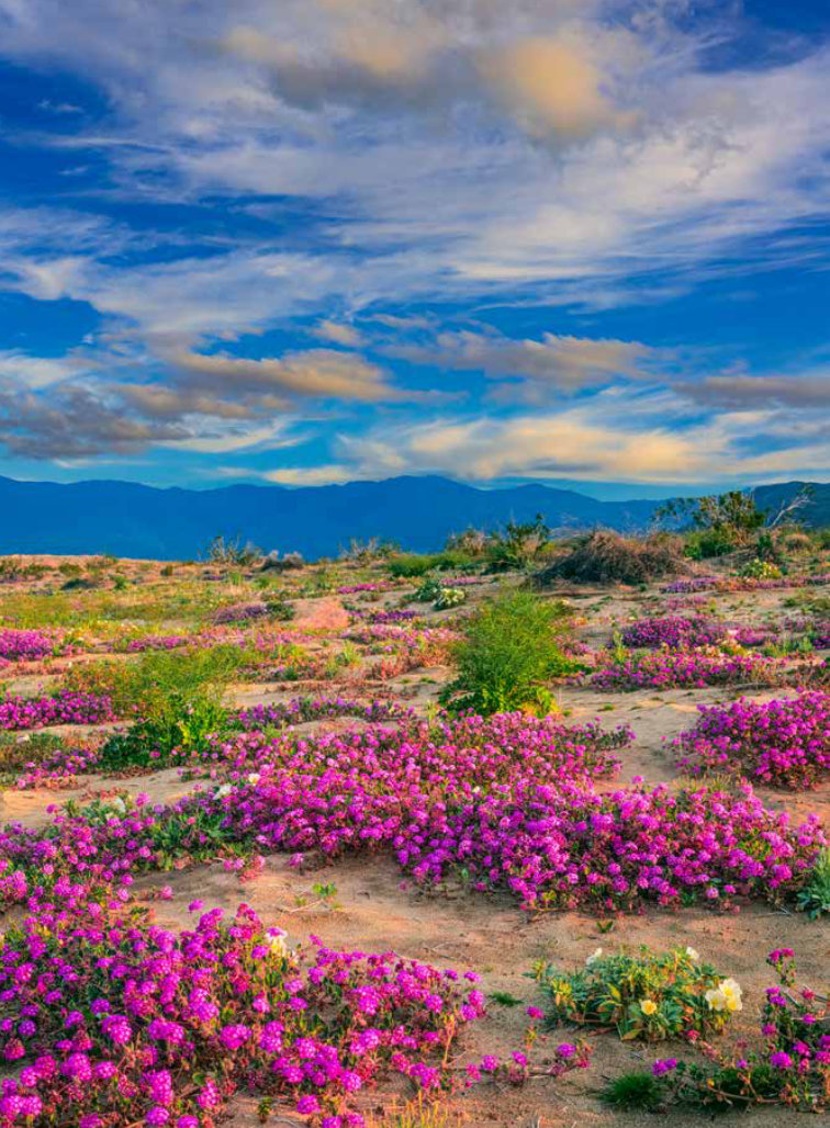 The Wildflower Travel Book 9789059964556 Caroline Kamp Lannoo Reisgidsen Wereld als geheel The Wildflower Travel Book 9789059964556 Caroline Kamp Lannoo Reisgidsen Wereld als geheel