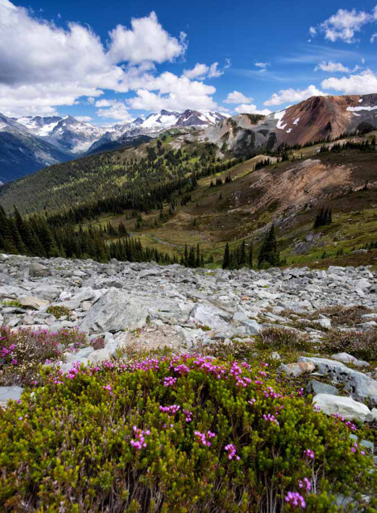 The Wildflower Travel Book 9789059964556 Caroline Kamp Lannoo Reisgidsen Wereld als geheel The Wildflower Travel Book 9789059964556 Caroline Kamp Lannoo Reisgidsen Wereld als geheel