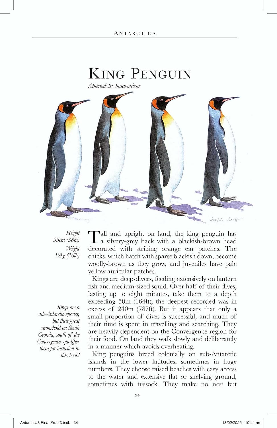 Antarctica Wildlife 9781804692677 Soper Bradt Wildlife Guides Natuurgidsen Antarctica Antarctica Wildlife 9781804692677 Soper Bradt Wildlife Guides Natuurgidsen Antarctica