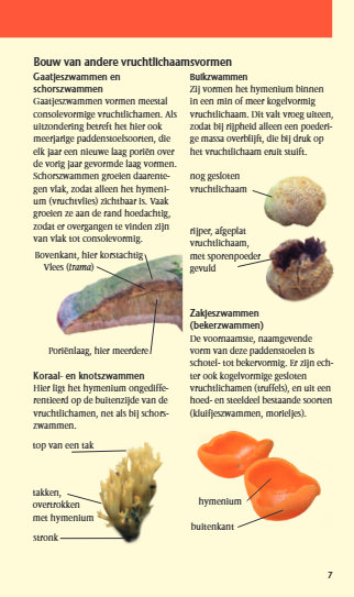 Welke paddenstoel is dat? 9789043940276 Andreas Gminder Kosmos ANWB Natuur Natuurgidsen, Plantenboeken Europa Welke paddenstoel is dat? 9789043940276 Andreas Gminder Kosmos ANWB Natuur Natuurgidsen, Plantenboeken Europa