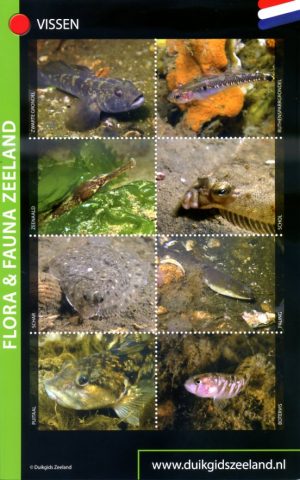 Flora & Fauna Zeeland - voor duikers en snorkelaars 10027519 Dolphins Dive Centre,  Marloes Otten Caribbean Diveguides   Duik sportgidsen Zeeland